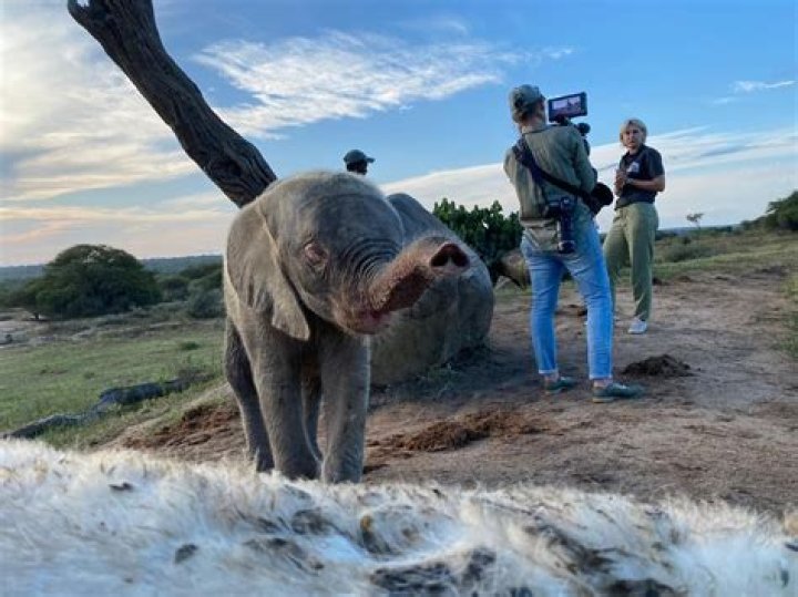HERD Elephant Orphanage South Africa video statistics